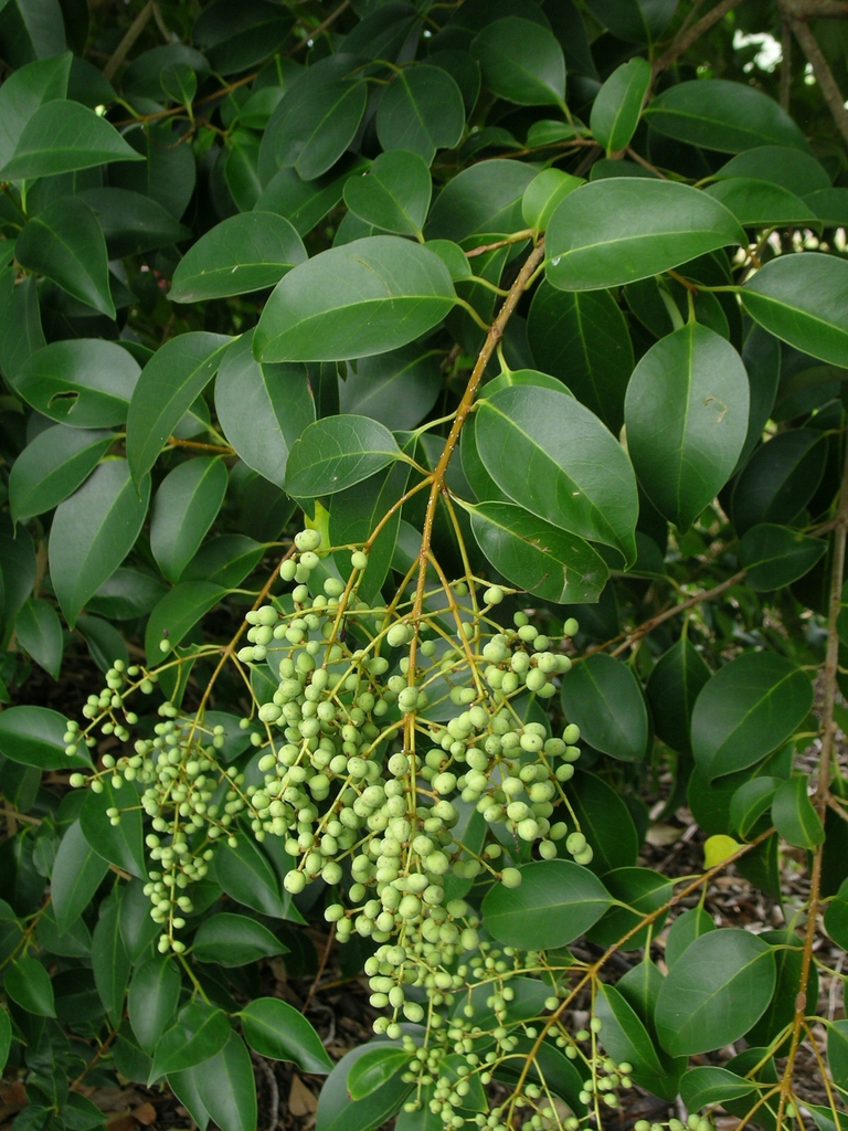 Cluster of green, unripe fruits