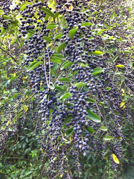 Branches weighted down with masses of blue-black drupes.
