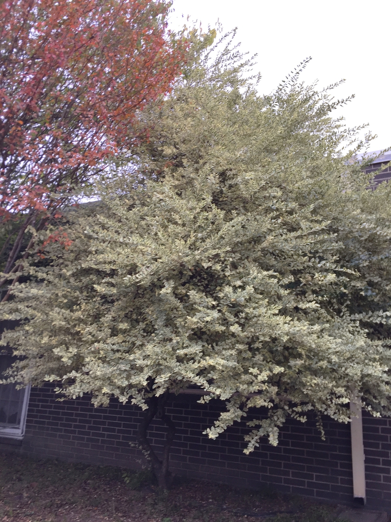 Shrub (overtopping a house) with variegated foliage.