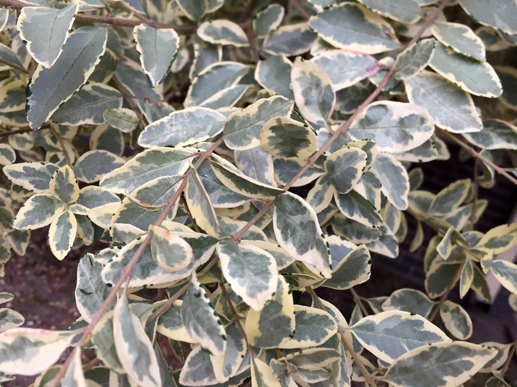 Leafy shoot showing green, gray-green, and cream variegation.