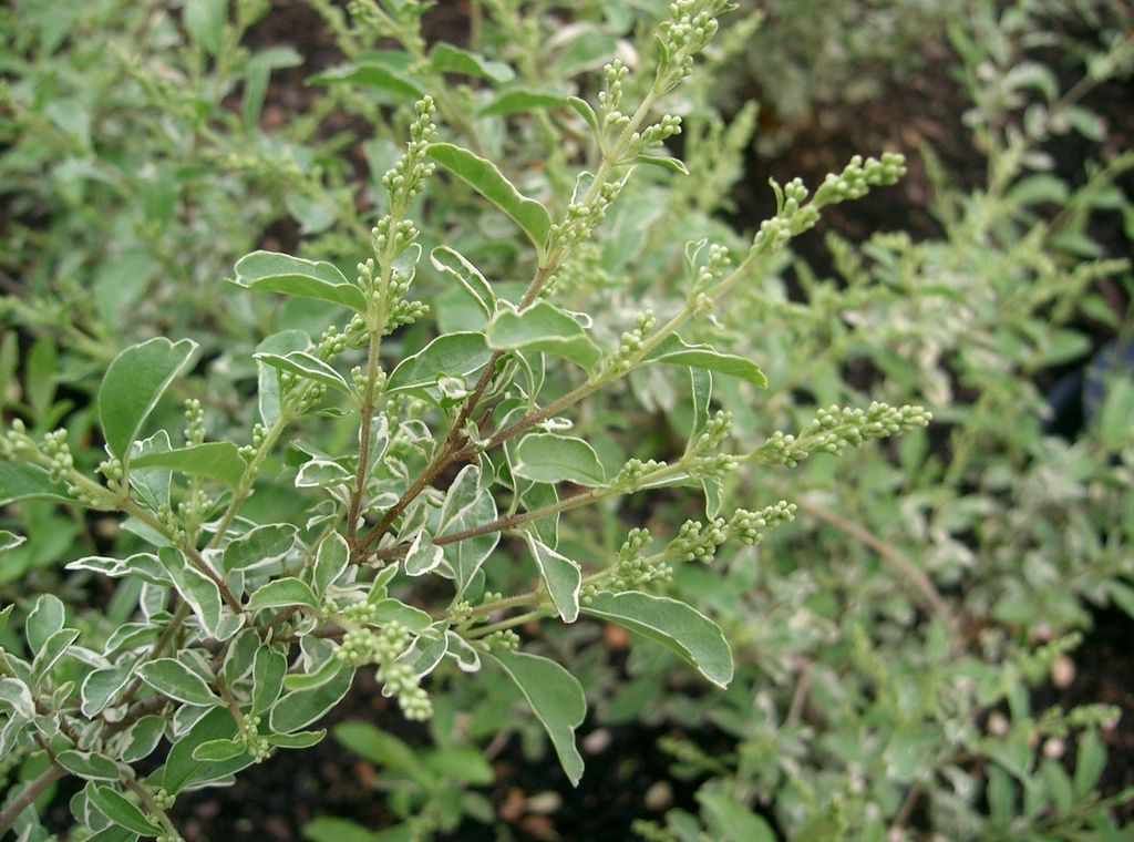 Branch with buds