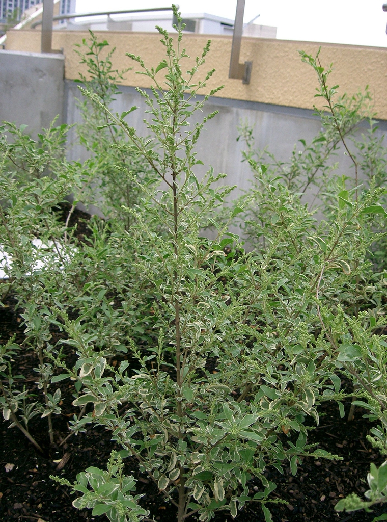 Leafy shrub with variegated foliage. Flower buds are emerging.