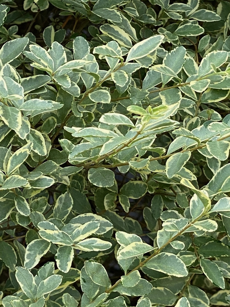 Leafy shoot showing green, gray-green, and cream variegation.