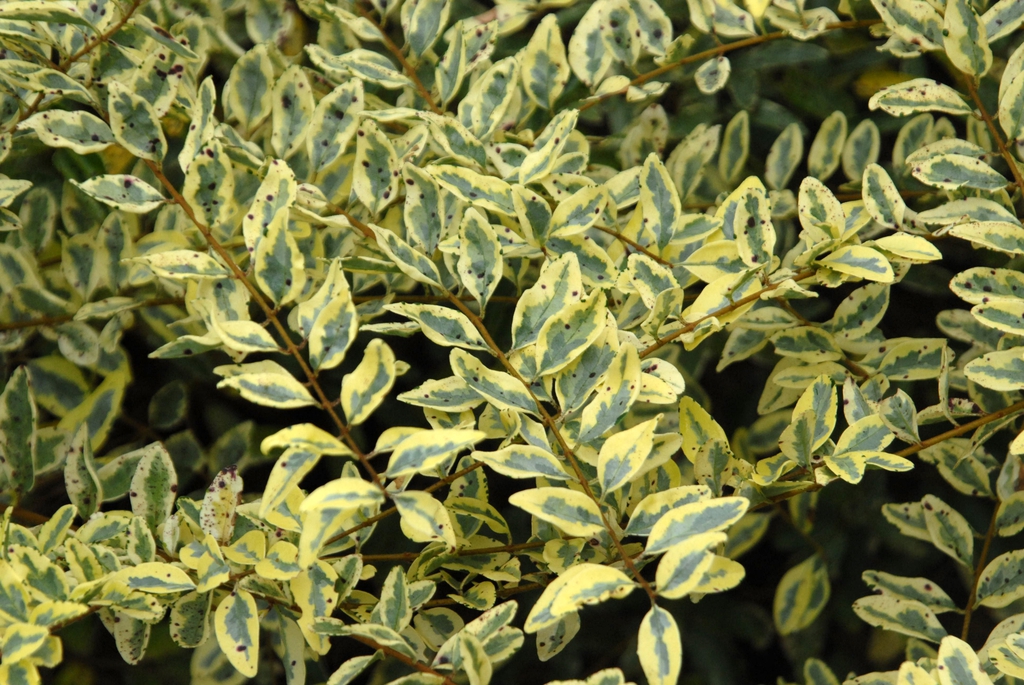 Leaves with gray-green marbling & broad yellow margins.