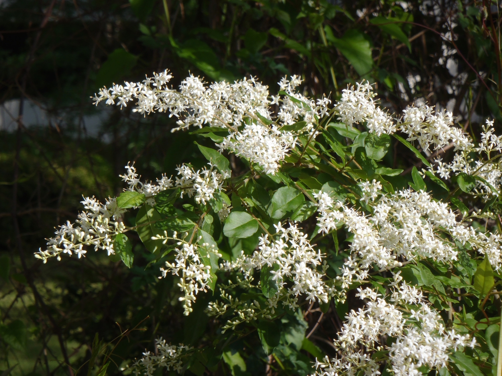 Leafy branches with masses of white flowers in panicles.