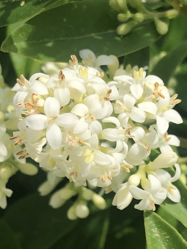 Dense panicle of small, white, 4-petaled flowers.