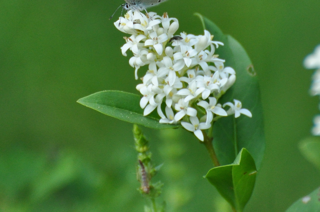 Dense panicle of small, white, 4-petaled flowers.