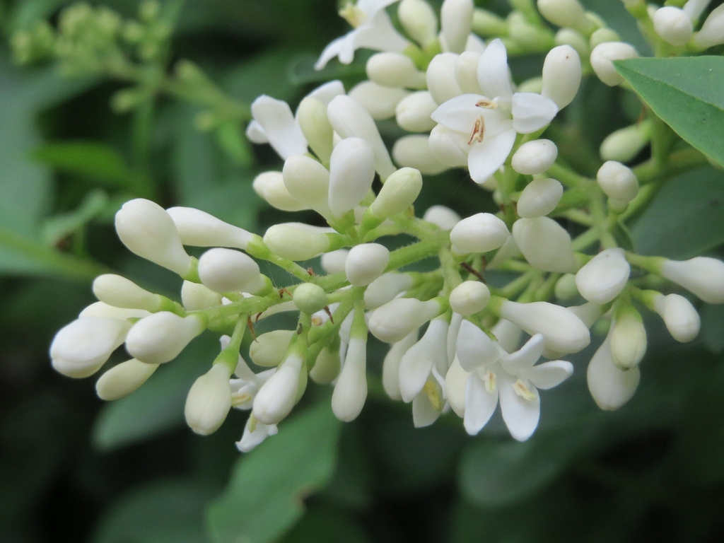 Dense panicle of small, white, 4-petaled flowers and buds.