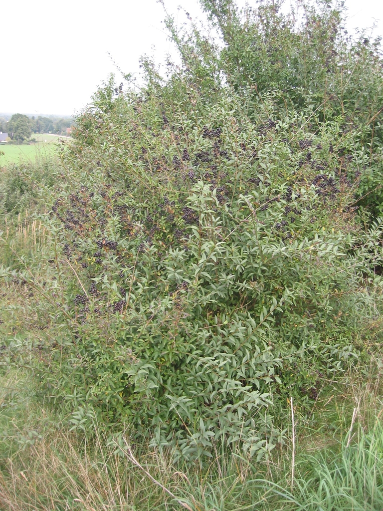 Shrub with medium, ovate leaves and black, olive-like fruits.