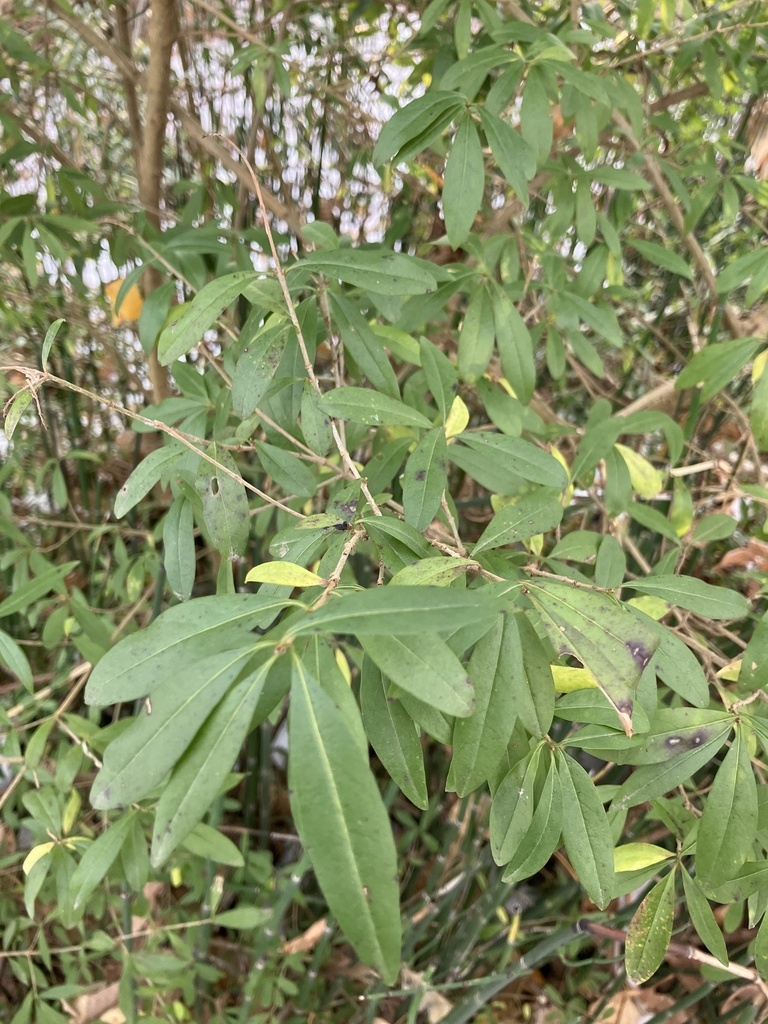 Shrub with opposite, elongate-ovate, green leaves.