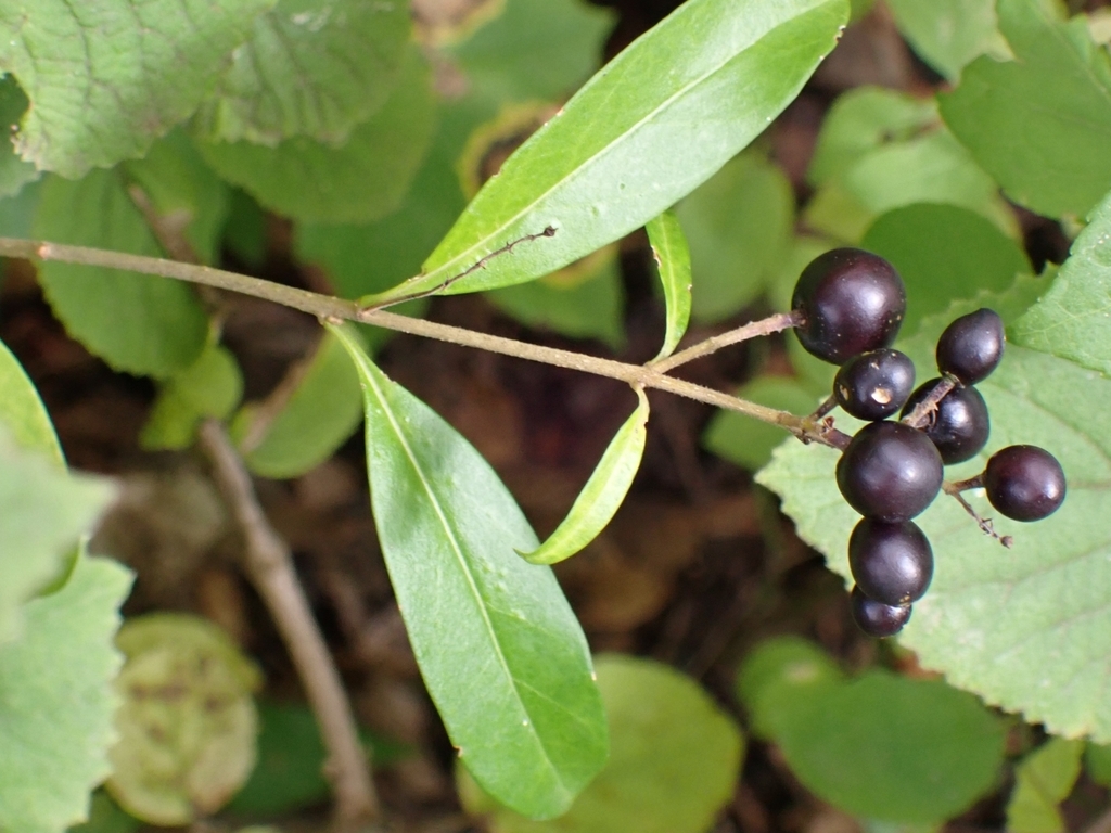 Paniculate cluster of black, olive-like fruits.