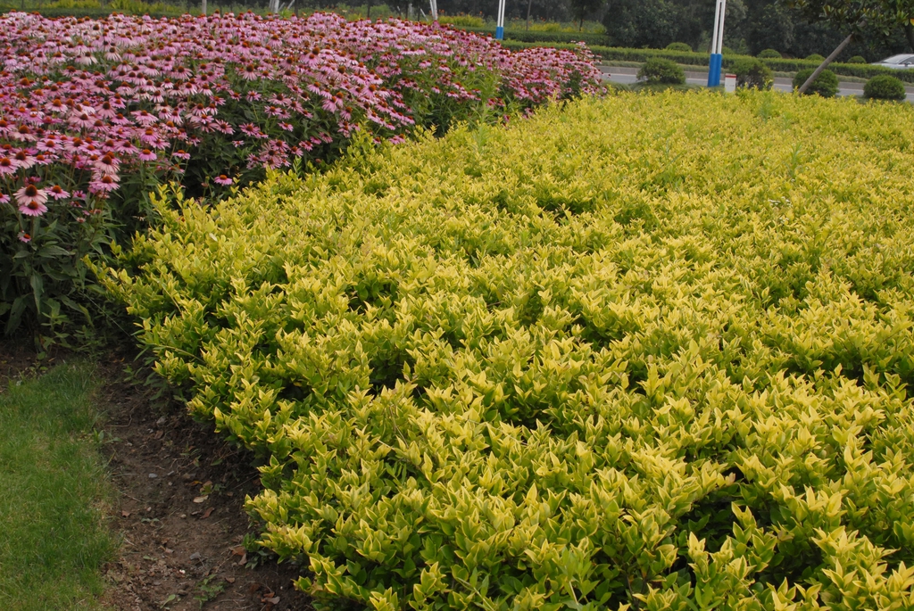 Shrub with yellow new growth and chartreuse foliage.