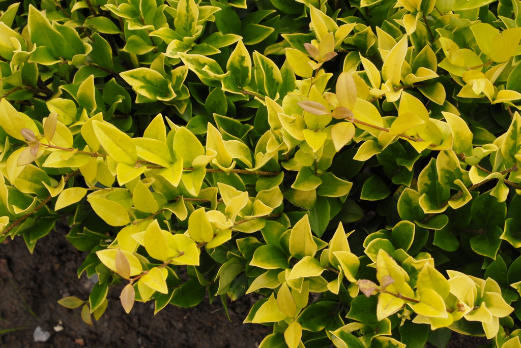 Chartreuse foliage and yellow new growth.