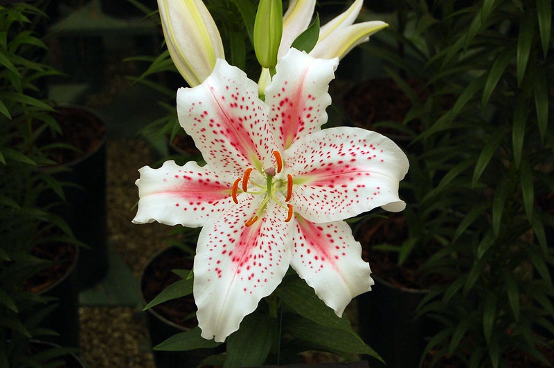 Large open, white flower with pink spots and midlines on tepals