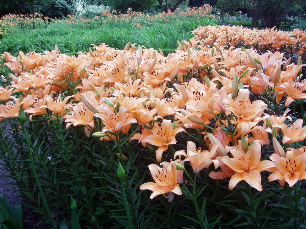 Pink flowers planted en masse