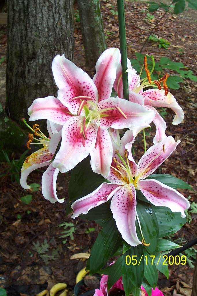 'Stargazer' bloom, spring, Iredell County, NC