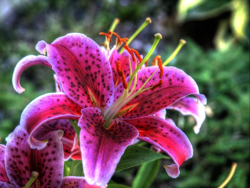 Large, open, pink flowers with darker spots & white margins