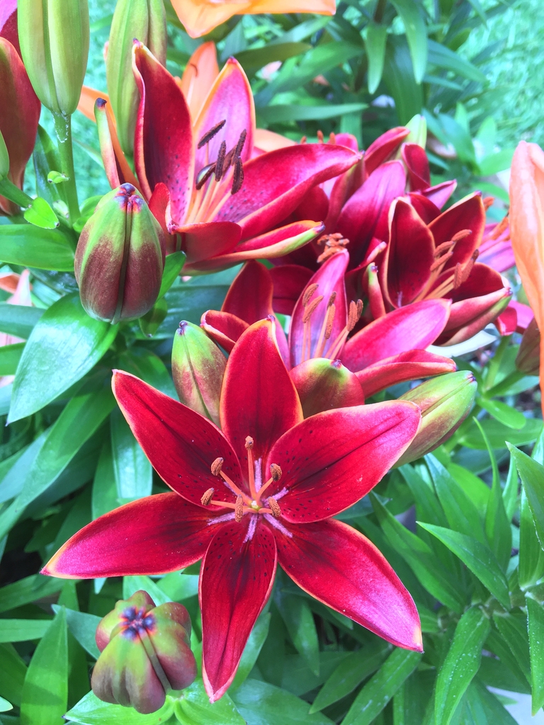 Dark red flowers on dwarf plants.