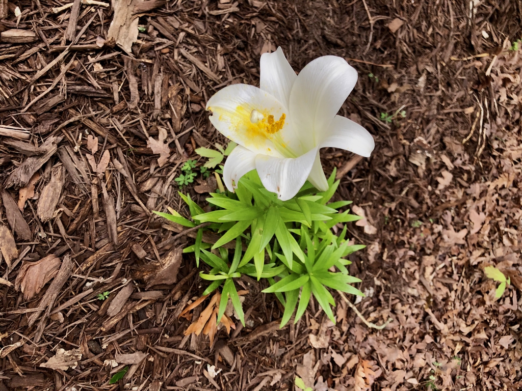 Lilium longiflorum