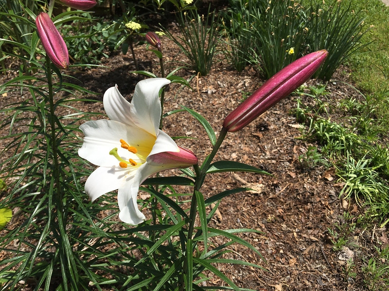 White trumpet flowers that are pink on the outside (in bud).