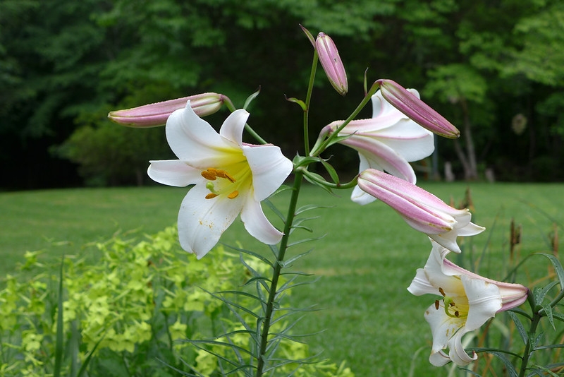 clusters of white, trumpet flowers.