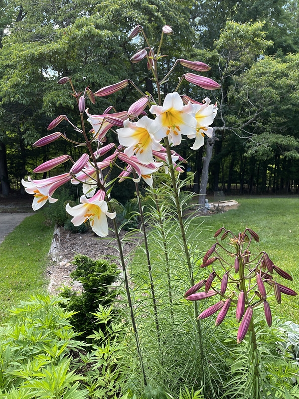 Tall stems bearing clusters of white, trumpet flowers.