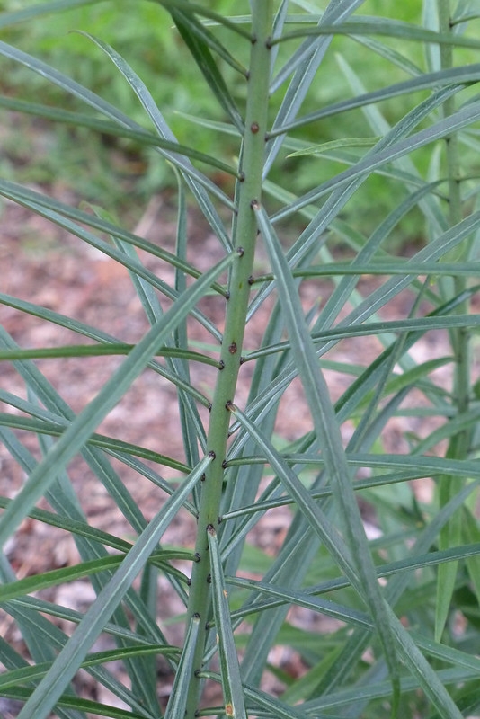 Narrow, linear leaves alternately arranged on an unbranched stem