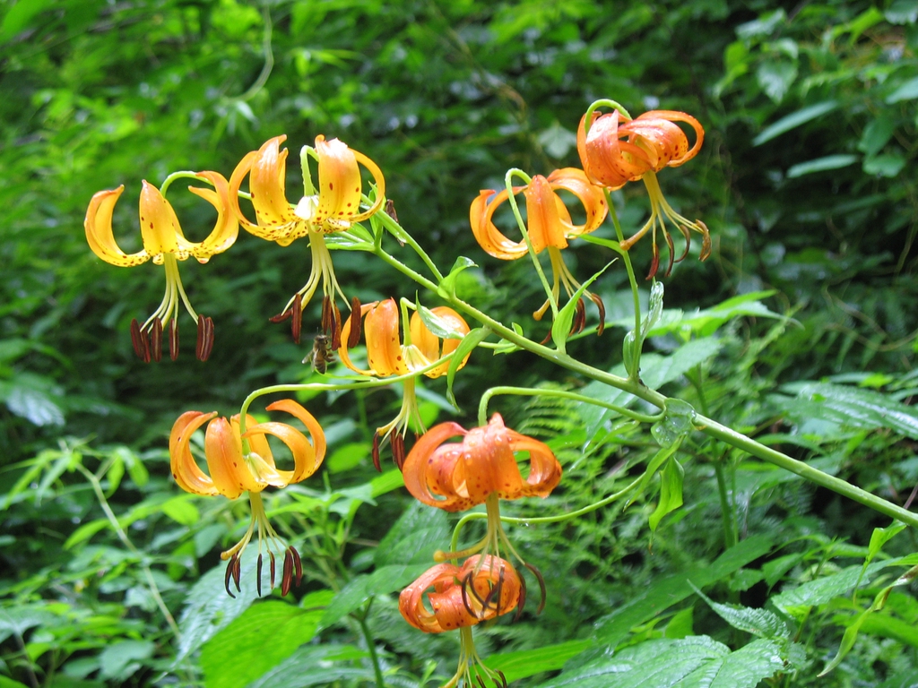 flower, Great Smoky Mts National Park