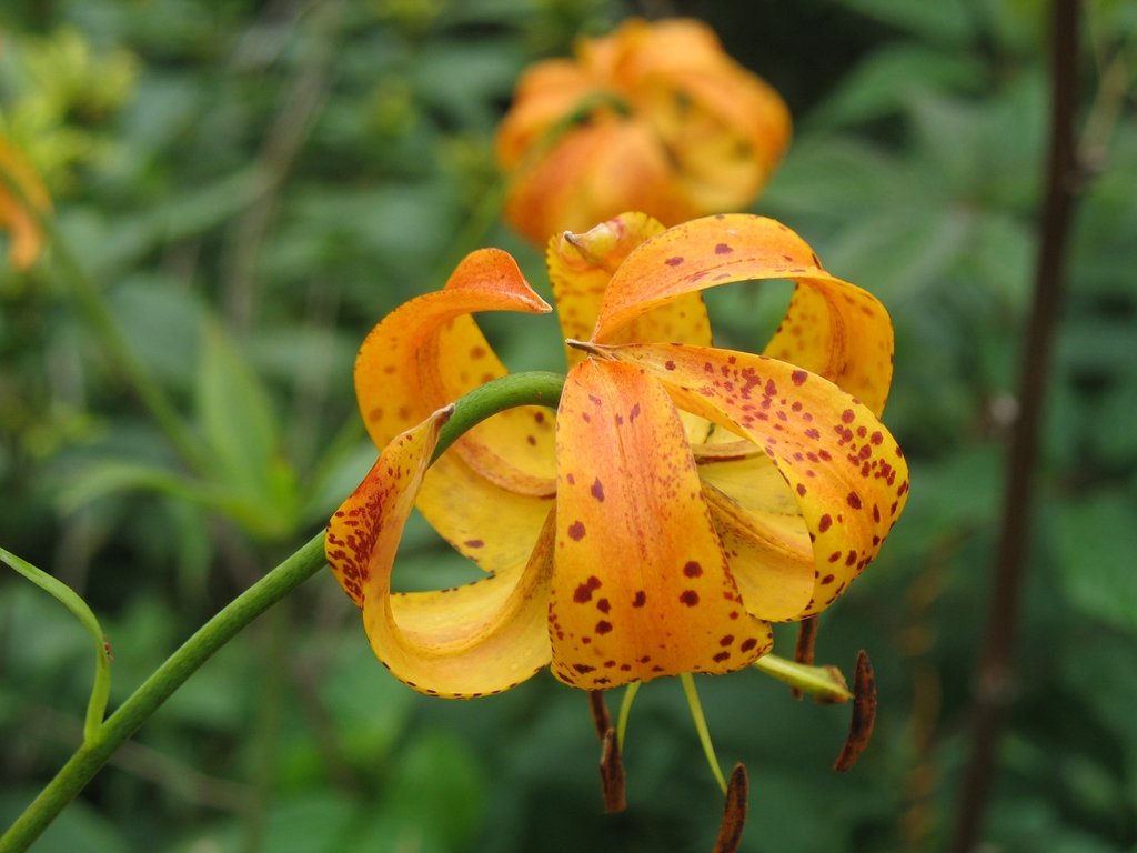 flower, Great Smoky Mts National Park