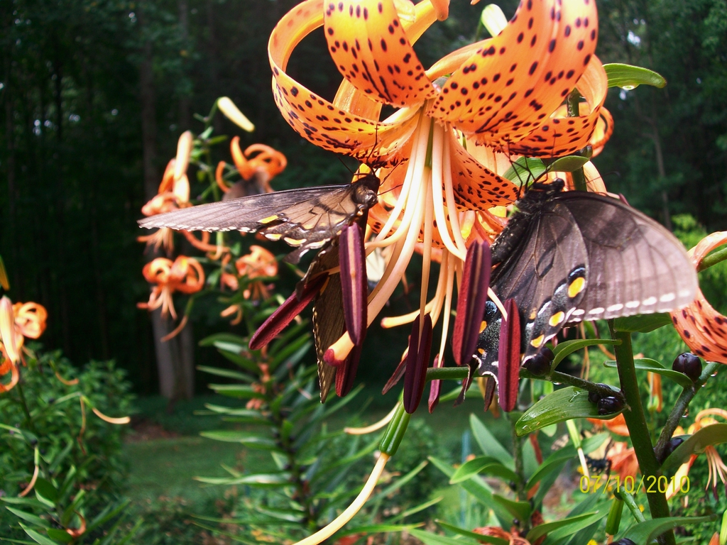 bloom with butterflies, summer, Iredell County, NC