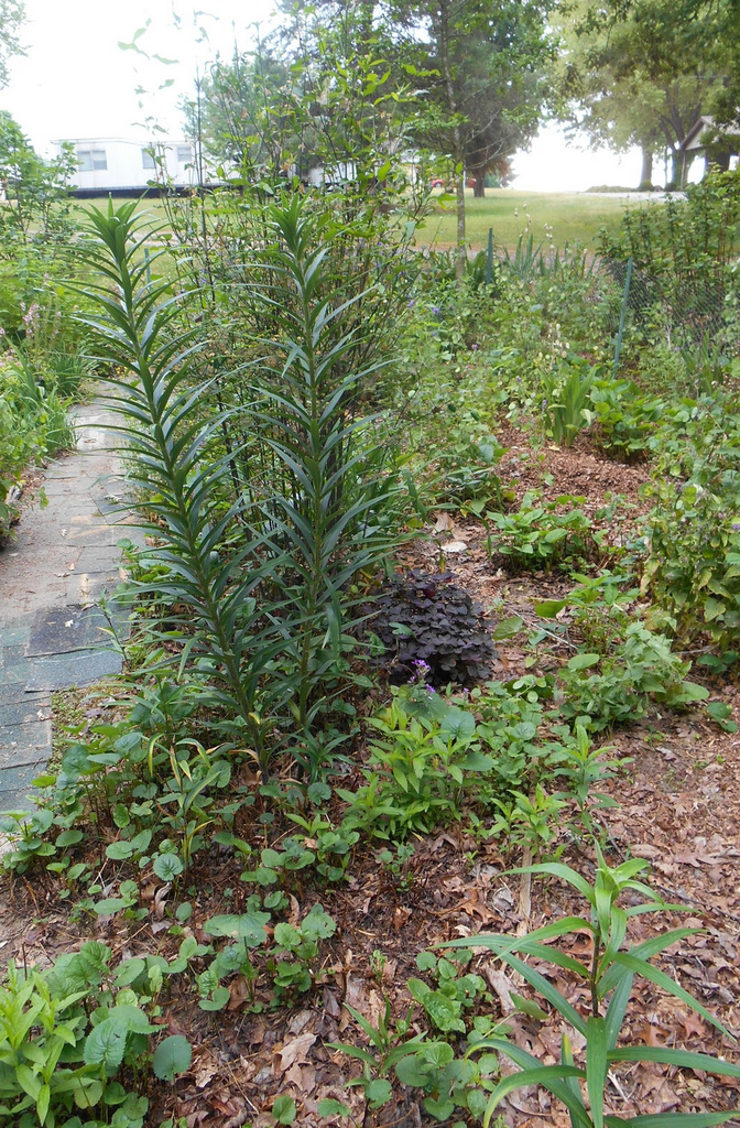 Single, upright stems densely covered with lanceolate leaves.