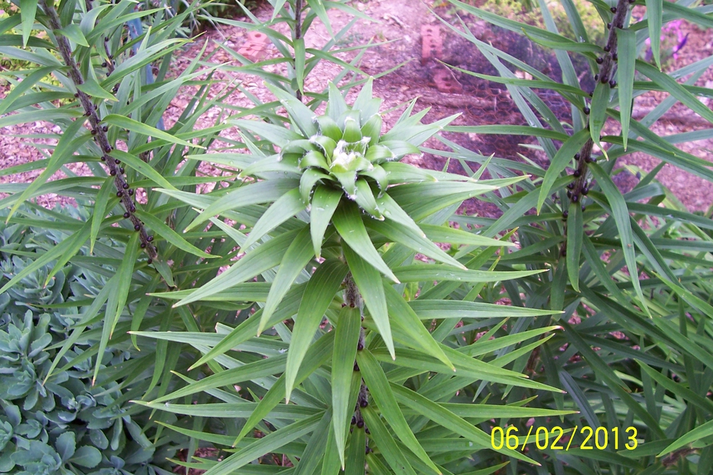 top of flower stalk, summer, Iredell County, NC