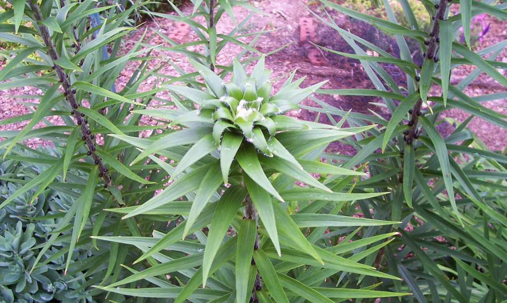 Close-up of growing shoot densely clothed in leaves.