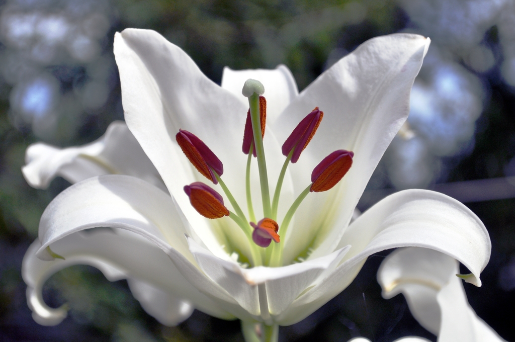 White upward facing flower with dark orange anthers