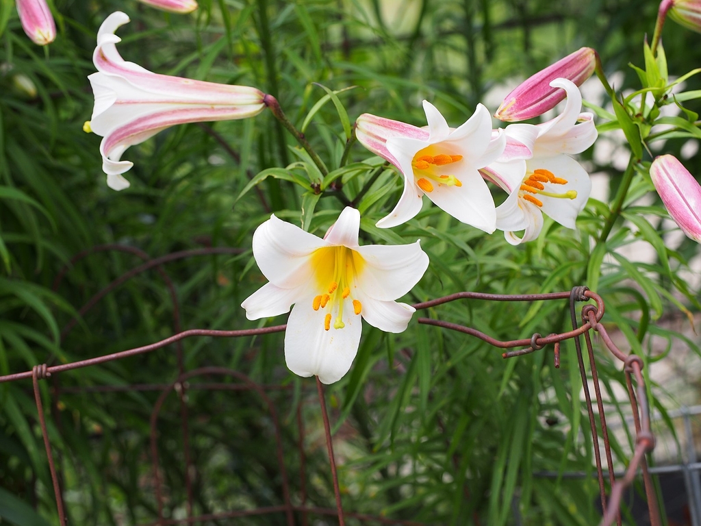 Flowers
