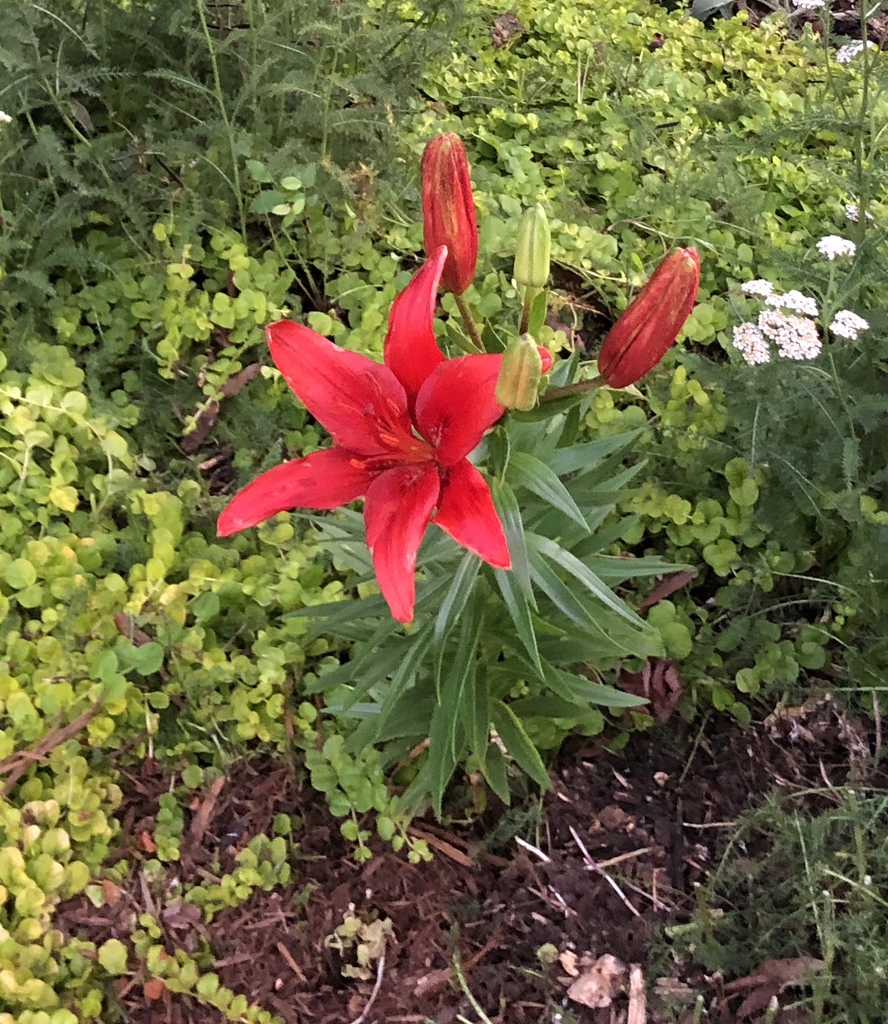form, Wake County, NC