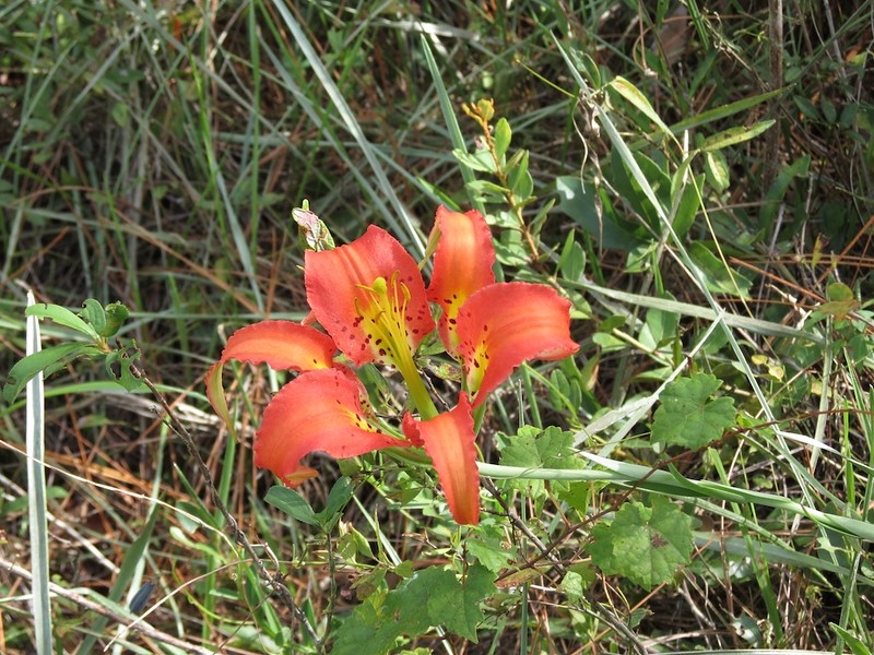 Upward-facing orange lily flower