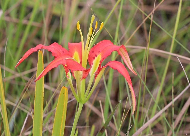 Upward-facing orange lily flower