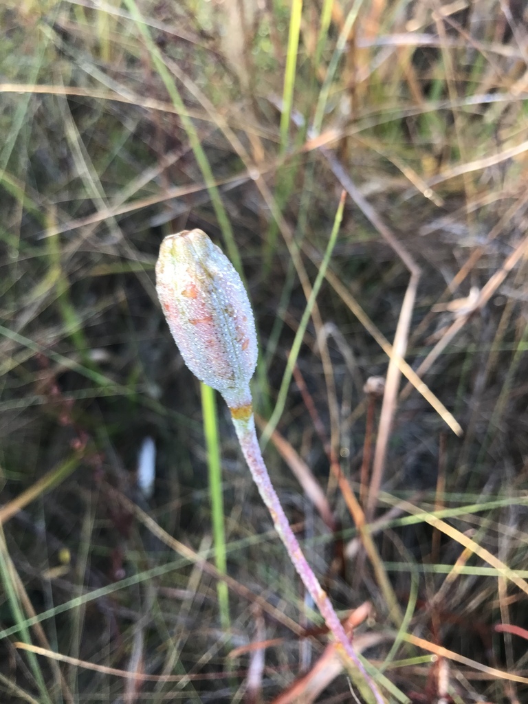 Fruit
