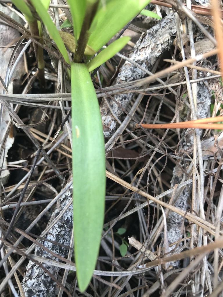 Leaves