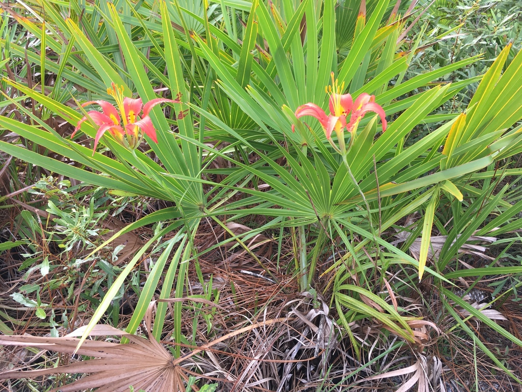 Form