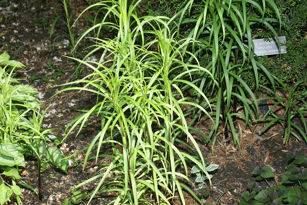 Form and leaves