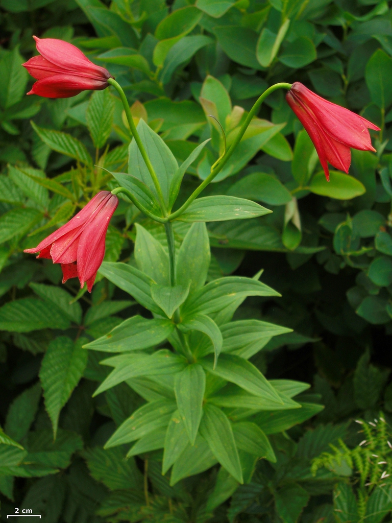 Form