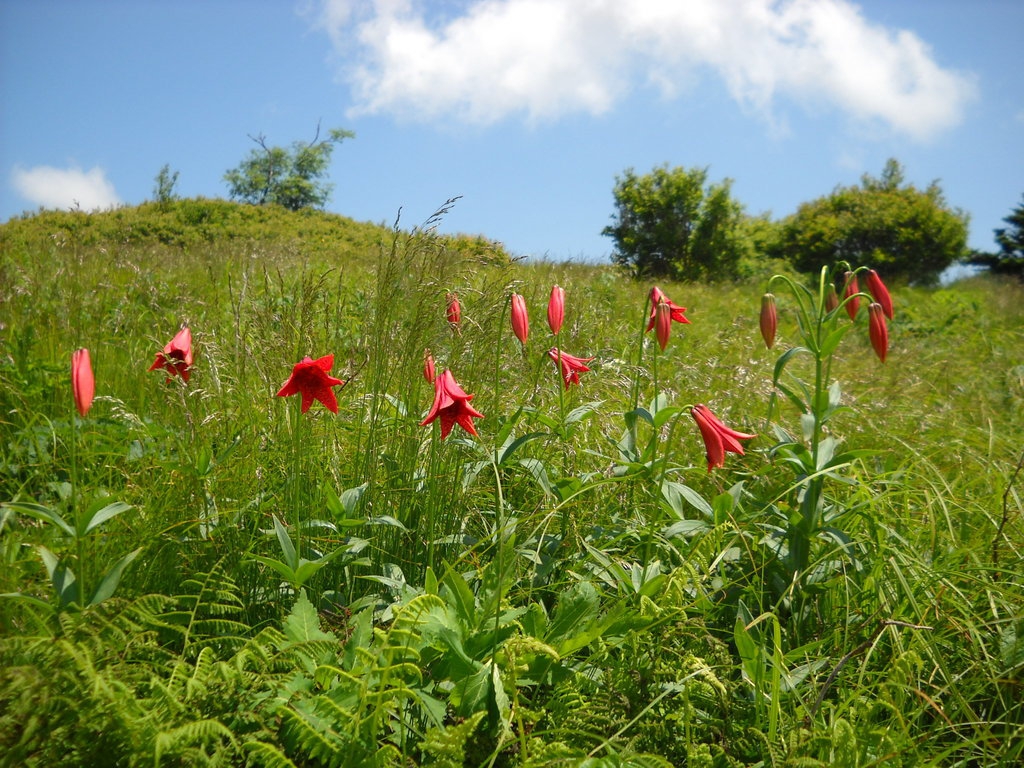 Native habitat