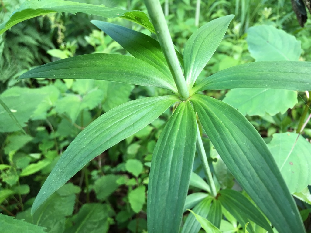 Leaf arrangment
