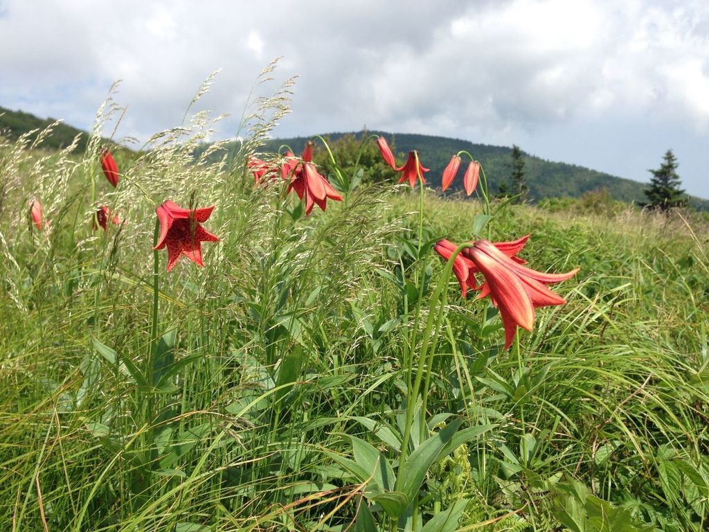 Native habitat