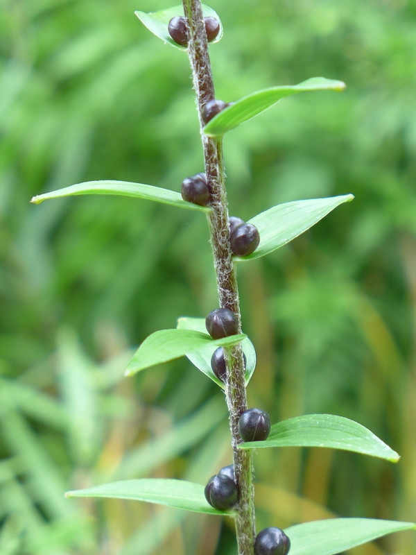Stem with alternate leaves & bulbils in the leaf axils.