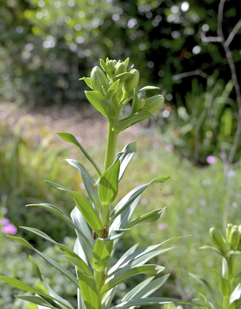 Lance -shaped leaves arranged alternatively