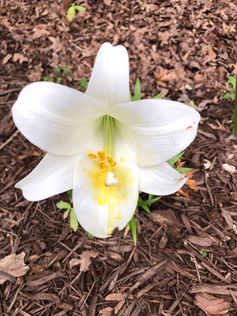 Lilium longiflorum