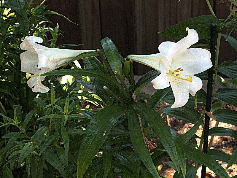 Cluster of white trumpet-shaped flowers.